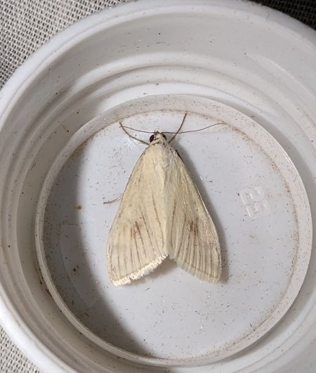 Sitochroa palealis 