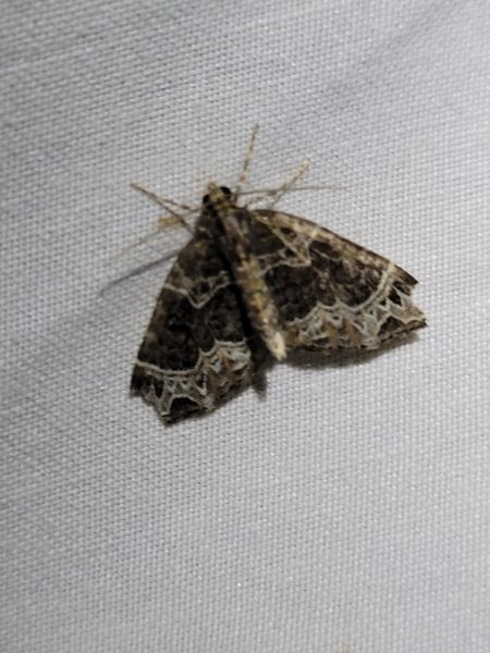 Ecliptopera silaceata  - Thomas Lux