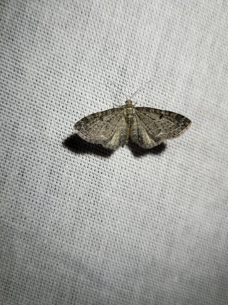 Eupithecia trisignaria  - Thomas Lux