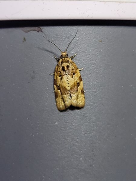 Argyrotaenia ljungiana  - Thomas Lux