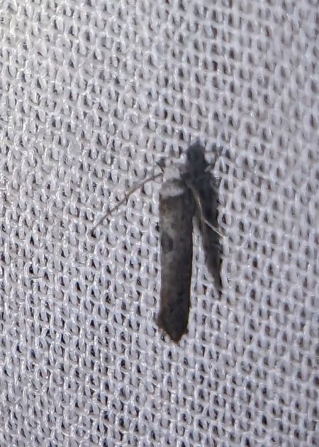 Paraswammerdamia albicapitella 