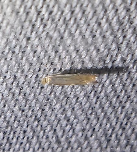 Phyllonorycter sp. 
