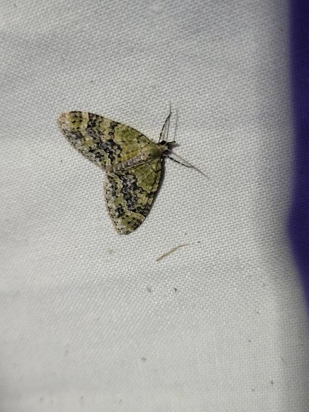 Acasis viretata  - Thomas Lux