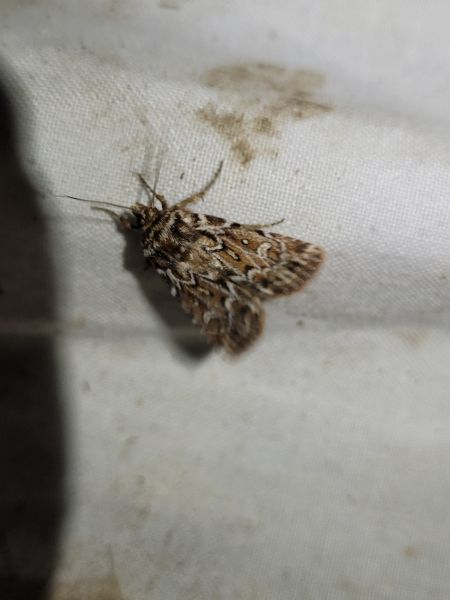 Lycophotia porphyrea  - Thomas Lux