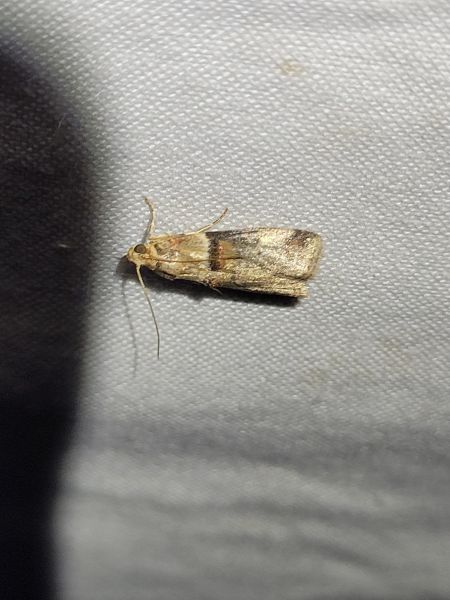 Acrobasis tumidana  - Thomas Lux
