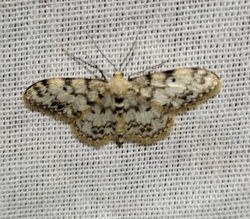 Idaea contiguaria  - Thomas Lux