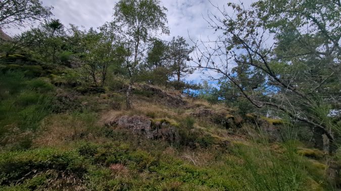 Barbitiste des bois 