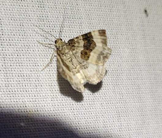 Epirrhoe rivata  - Thomas Lux