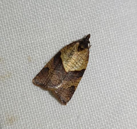 Cacoecimorpha pronubana  - Thomas Lux