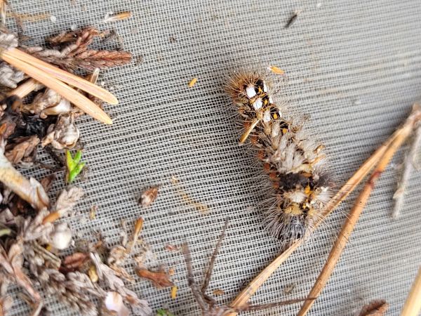 Acronicta rumicis  - Thomas Lux