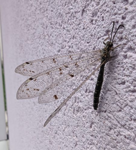 Fourmilion longicorne 