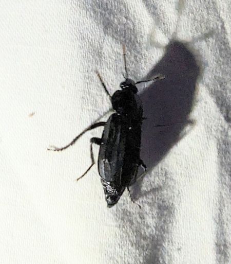Necrodes littoralis 
