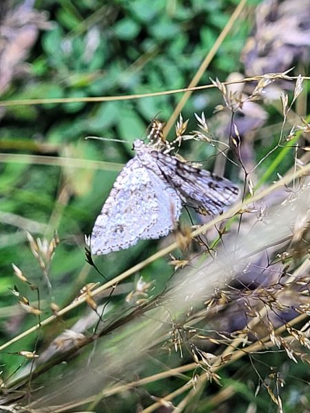 Mesotype didymata  - Thomas Lux