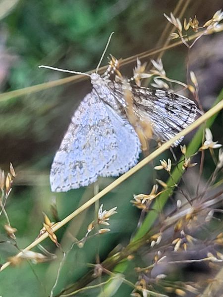 Mesotype didymata  - Thomas Lux
