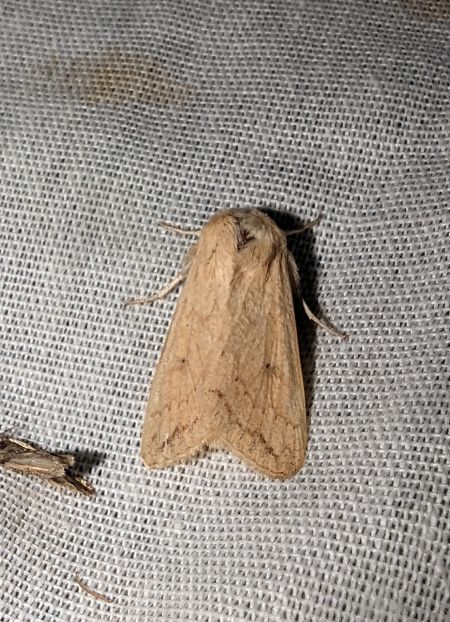 Mythimna vitellina 