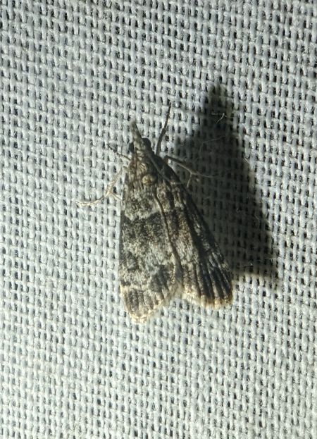 Eudonia mercurella 