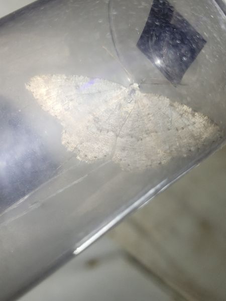 Elophos dilucidaria  - Thomas Lux