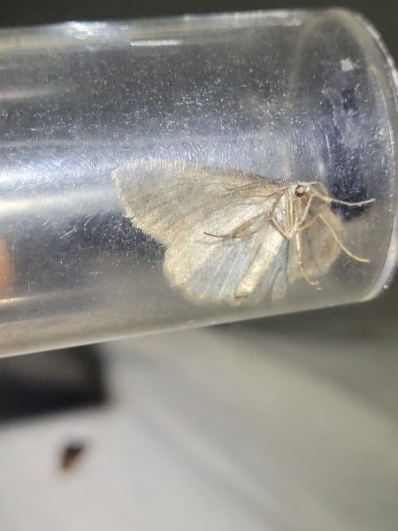Elophos dilucidaria  - Thomas Lux