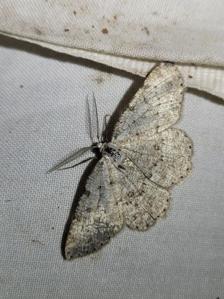 Elophos dilucidaria  - Thomas Lux