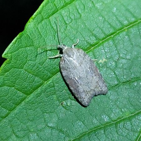 Acleris sparsana  - Thomas Lux
