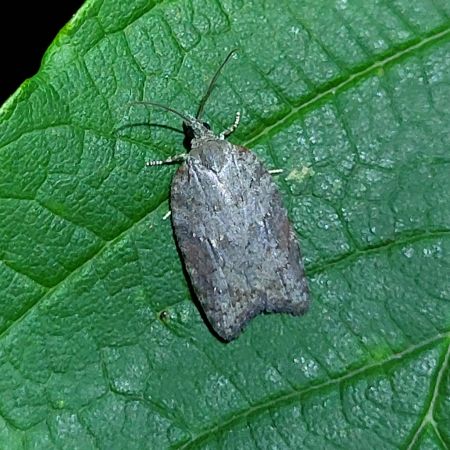 Acleris sparsana  - Thomas Lux