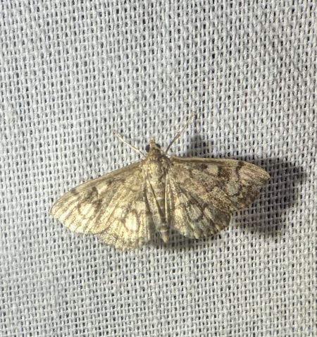 Anania stachydalis 