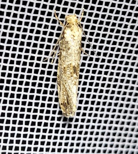 Morophaga choragella  - Thomas Lux
