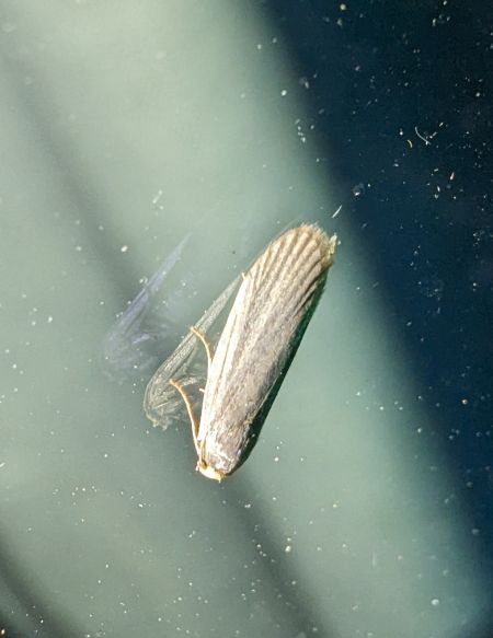 Achroia grisella 