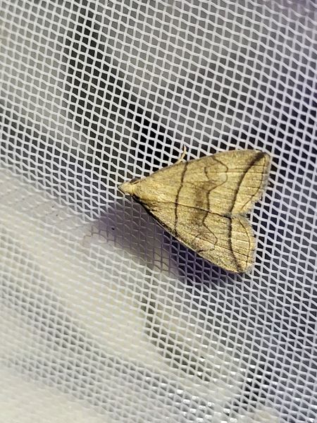Herminia grisealis  - Thomas Lux