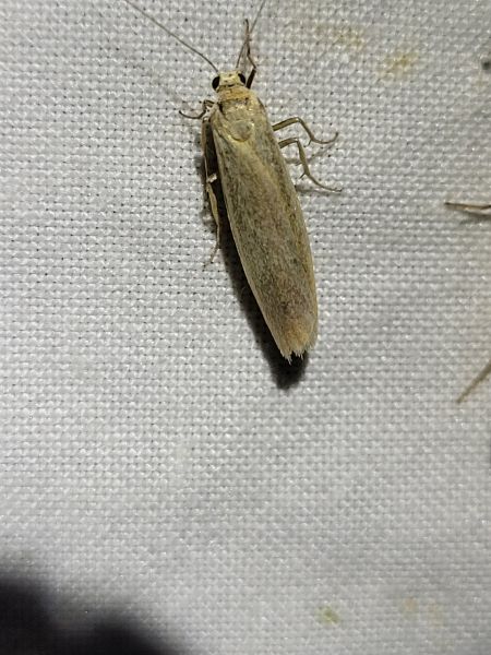 Indalia pygmaeola  - Thomas Lux