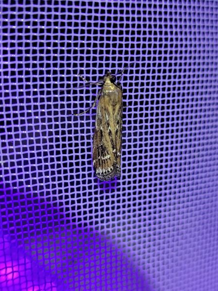 Pempeliella ornatella  - Thomas Lux