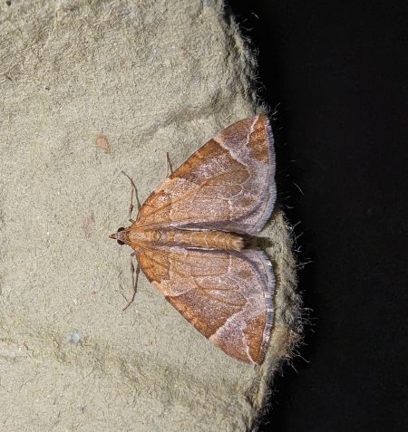 Eulithis testata 