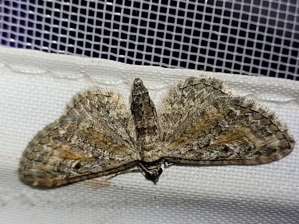 Eupithecia icterata  - Thomas Lux