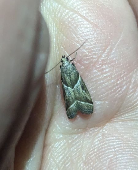 Nyctegretis lineana 