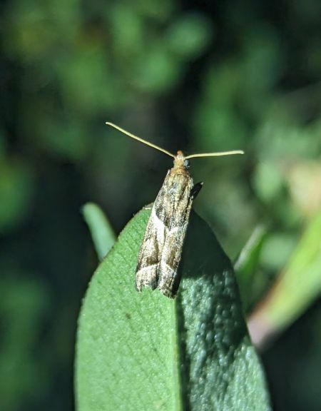 Nyctegretis lineana 