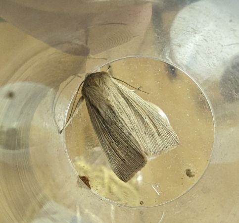 Mythimna straminea 