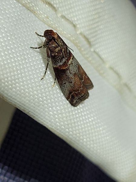 Acrobasis advenella  - Thomas Lux