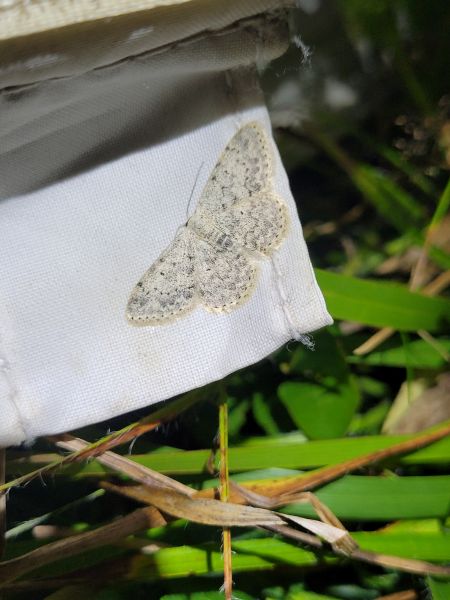 Scopula marginepunctata  - Thomas Lux