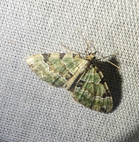 Colostygia pectinataria 