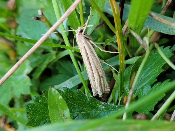 Ancylolomia tentaculella  - Thomas Lux