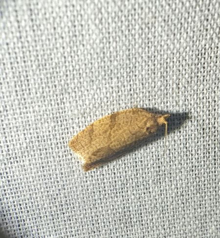 Adoxophyes orana 