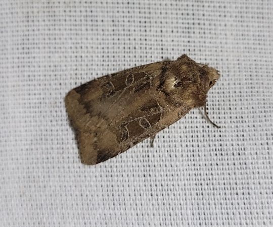 Chersotis cuprea  - Thomas Lux