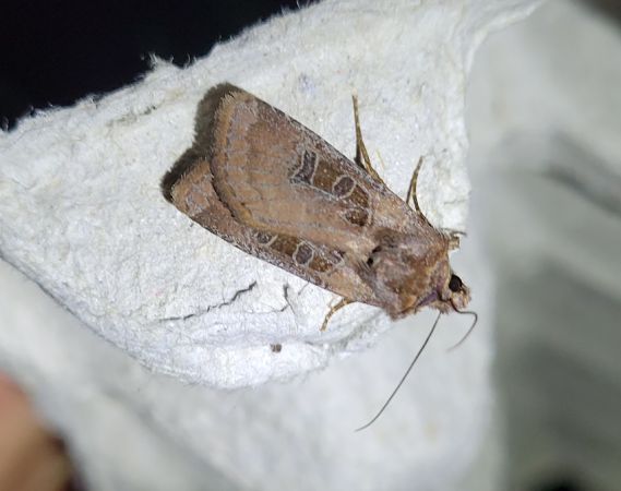 Chersotis cuprea  - Thomas Lux