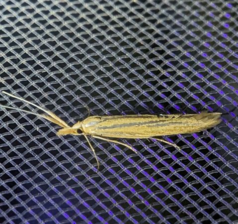 Coleophora ochrea 