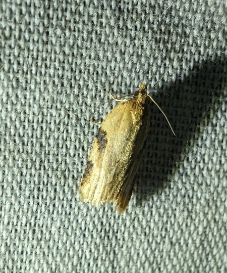 Clepsis spectrana 