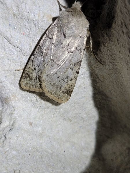 Epipsilia grisescens  - Thomas Lux