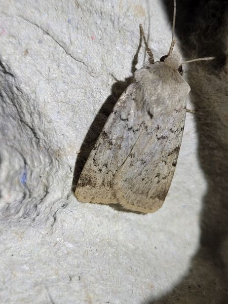 Epipsilia grisescens  - Thomas Lux