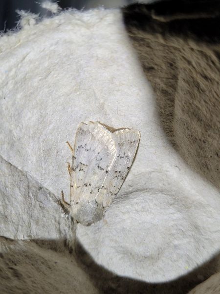 Epipsilia grisescens  - Thomas Lux