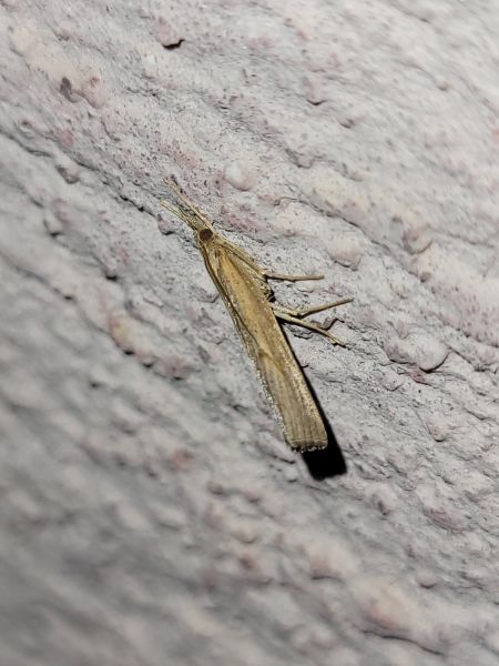 Pediasia contaminella  - Thomas Lux