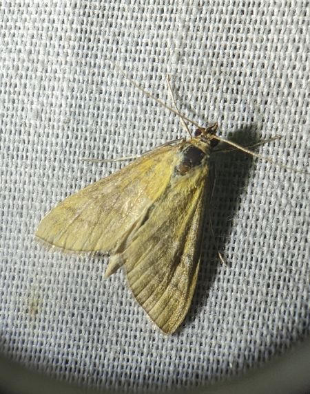 Mecyna flavalis 